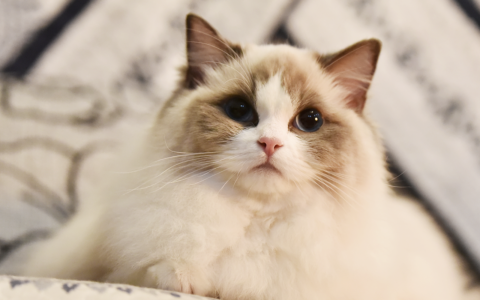 布偶猫价格：了解这一温顺可爱猫咪品种的成本和价值