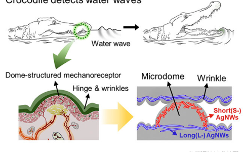 团队开发像鳄鱼皮一样灵活的电子皮肤