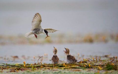 小学四年级优秀作文：我的鸟儿朋友-我的朋友小鸟作文700字怎么写