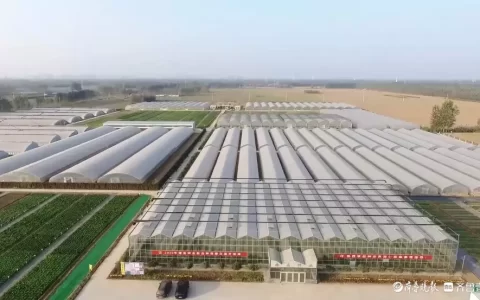 德州德高种业攥紧种业“芯片”，让蔬菜种业装上“中国芯”