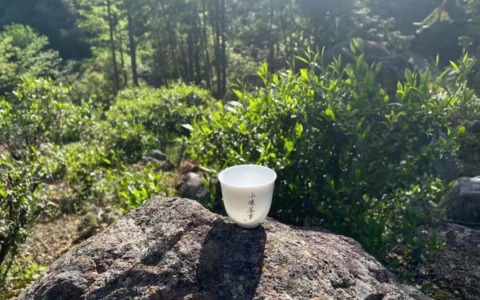 外形、汤色、香气、茶味，正宗金骏眉红茶的4个特征，一次说清楚