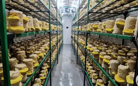 “软黄金”桑黄产业如何走出乱象？上海食用菌科研团队牵头起草《千岛湖宣言》拥有最性感嘴唇的这十位女明星，每个都妩媚动人，身材惹火性感（上海桑黄的功效与作用）