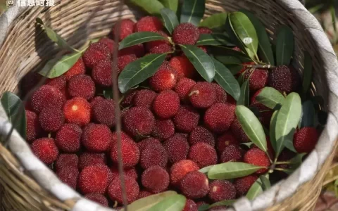 “杨梅核”具有清理肠道功用？医生：小心肠梗阻20年前的国民初恋，如今沦落成柜姐！在大理租房，让所有人羡慕-杨梅核能吃吗 杨梅的正确吃法