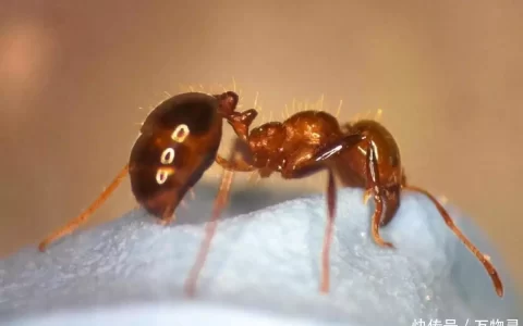 印度出现的黄色蚂蚁，爬过皮肤就引发水泡，它居然是红火蚁克星？1996年，17岁章子怡穿着白色肚兜的照片，脸上带着少女的娇憨(黄色蚂蚁是什么蚂蚁)