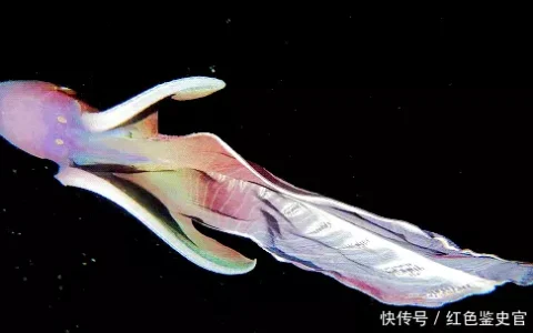 章鱼有9个大脑能编辑基因，智商高到无法理解，为啥没发展出文明为何地球选择碳基生命？