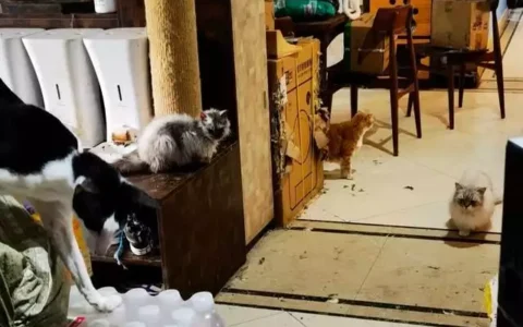 女子家里养40余只猫遭邻居集体投诉