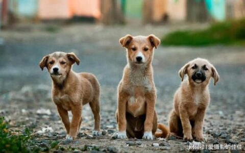 揭秘人类畏惧同类遗体？其他动物非但不怕，甚至还有点想吃？-为啥人类害怕同类的遗体