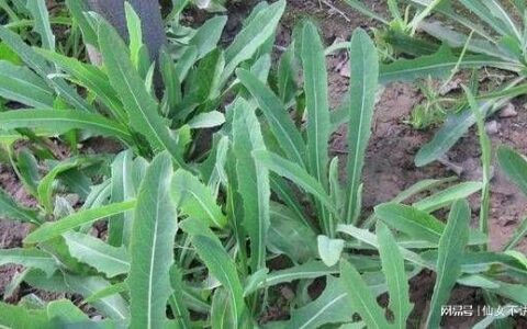 农村常见的一种苦菜，能消肿止痛，还能降血压、降血脂、降血糖！-苦菜治什么病