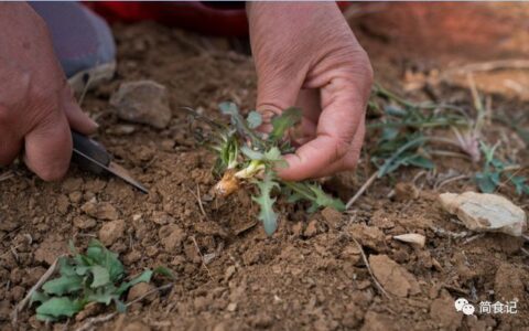 春天挖野菜，送你20种野菜图片，带你见识不同的野菜和详细做法-400种野菜采摘图鉴
