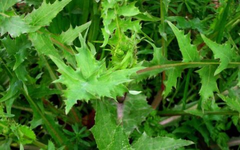 农村长得肥美的苦苣菜，老人们都喜欢吃，常吃对身体好，别错过-苦苣菜的功效与作用及食用方法_好豆食材百科