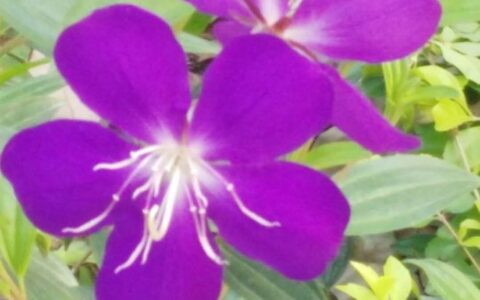 春日里那些能够增强人们生命力的家菜野菜-春日里的食物