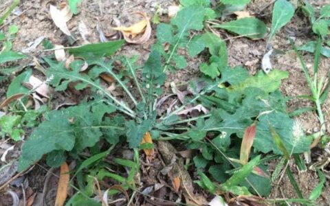 农村这“苦菜”，农民拿它喂家畜，却不知它的根像人参，十分珍贵-苦菜叫什么名