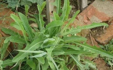 农田里的苦菜，城里却有许多人喜欢，味苦口感鲜嫩，一斤10元-吃苦菜的好处和坏处