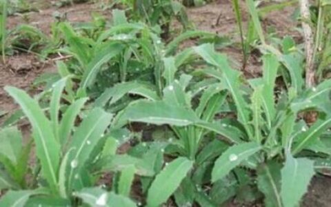 农村野地里一种野菜叫苦菜，是白血病的克星，很少有人了解-野生苦菜