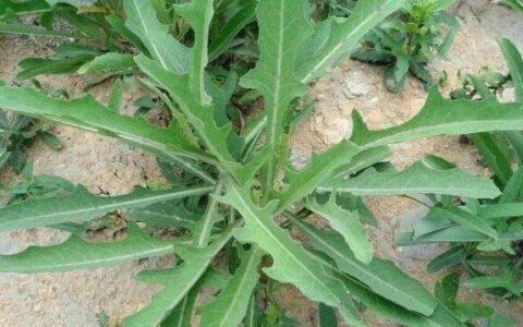 曾经穷人都不吃，在城里却成了“稀罕货”，8元一斤都难买！-曾经贫穷