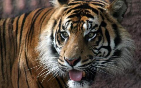 没有天敌的动物是否存在？虽然万物相生相克，但还真有这样的动物(没有天敌的动物会怎么样)