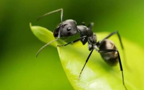 世界上最毒的蚂蚁，体型是普通蚂蚁的5倍，被它咬后像中弹一样！(世界上最毒的蚂蚁长什么样子图片视频)