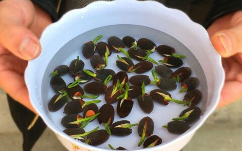 洛阳花会现场，一种水培“莲花”，艳压群芳，漂亮又好养(洛阳花卉苗圃基地)