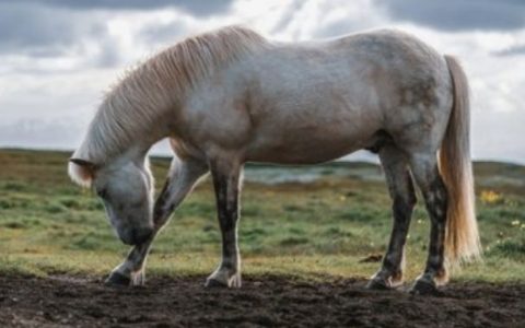 老人说：属马人名字中带这些“字”，注定大富大贵，一生不凡-属马的名字里带什么好