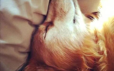 国外宠物医生深情讲述：宠物临终时的情景，和那些令人心碎的瞬间-宠物逝世