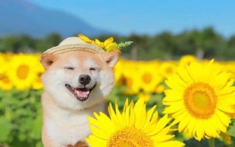 「早安」特别精致温暖的治愈系句子，干净美好，愿你早安！-早安治愈系句子