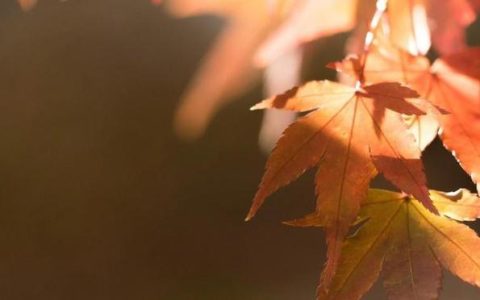 扶弟魔女友委屈：你父母3套房，免费送一套给我弟结婚，有什么错-扶弟魔现象