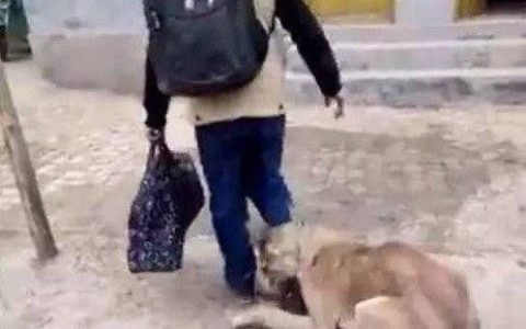 农村老狗临死之前抱着主人不让走：主人你这一走，可能就是永别！-老狗临死前有哪些症状