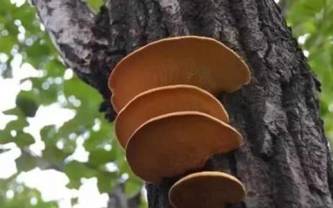 农村的桑树上长出桑黄，桑黄值钱吗？（桑树上长的桑黄是什么样子）