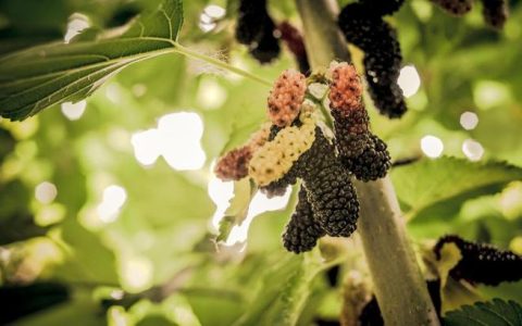 长在桑树上的“黄金”，过去被人们无视，如今卖到千元一斤（桑树桑黄有什么用）