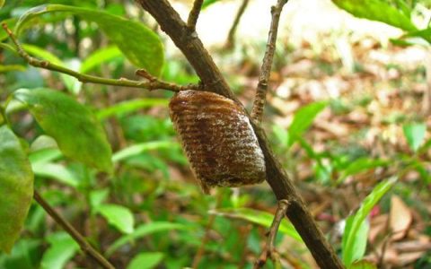 桑树上的“桑螵蛸”，最低200元一斤，不知道的农民可惜了（桑树皮有什么功效）