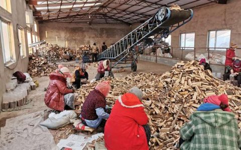 小桑黄成就大事业（小桑黄功效）