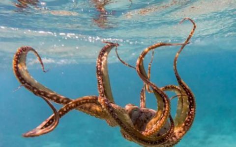 交配后自残并吃掉自己！科学家为什么认为章鱼可能是外星生物（章鱼为什么吃同类）