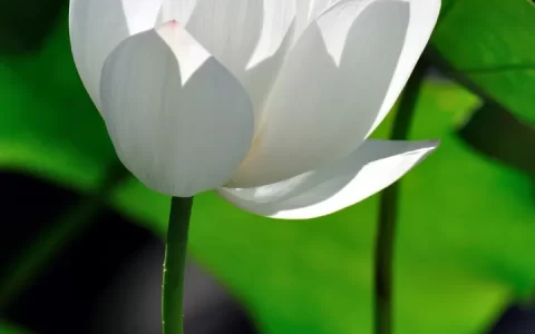 “快乐”还是“安康”-母亲节是说快乐还是安康