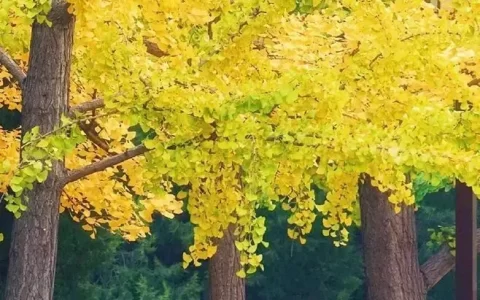 王维的哪些诗词被誉为经典？(王维经典诗词10首大全)