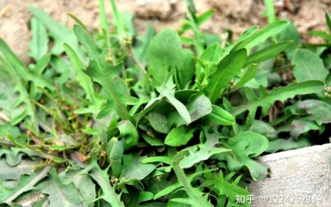 若长在房屋旁边，请您采叶就行，留下根茎，苦苣菜价值真的好珍贵-苦竹‘长叶’