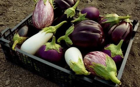 茄子深受大家喜爱，除了烧茄子、蒸茄子外，还有那些好吃又简单的做法？-茄子除了炒还能怎么做