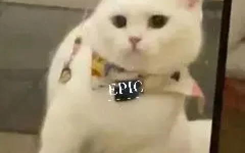 想问一下steam和epic的区别是啥？