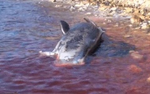 怀孕母亲被44斤垃圾杀死：这是人类拍过最羞愧的照片-电视孕妇被杀手杀死视频