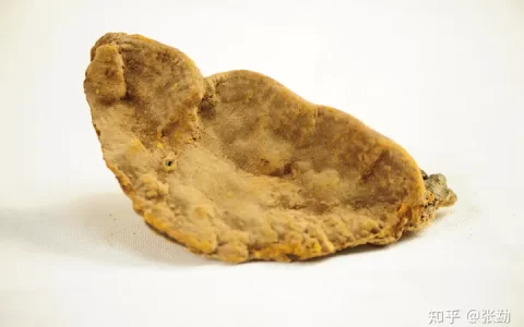 常见桑黄品种及市场价格（副图片）（桑黄有多少种颜色）