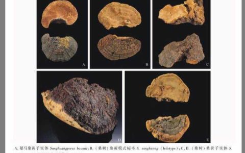 多少钱一斤的桑黄才是真桑黄？（市场上的桑黄多少钱一斤）