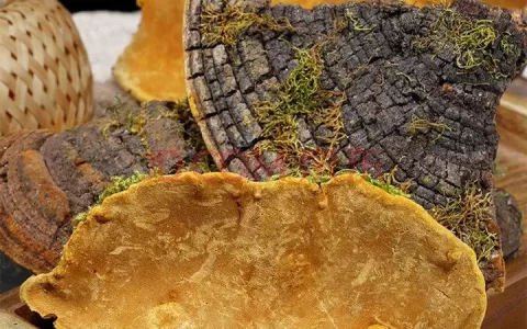 被称为“森林黄金”的桑黄，究竟是如何形成的？值不值千元一斤？（桑黄是什么树生长出来）