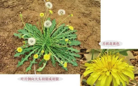 全国各地区的野菜名称图:蒲公英 取麻菜 苦荬菜 鬼子姜 野慈姑-100种野菜名单
