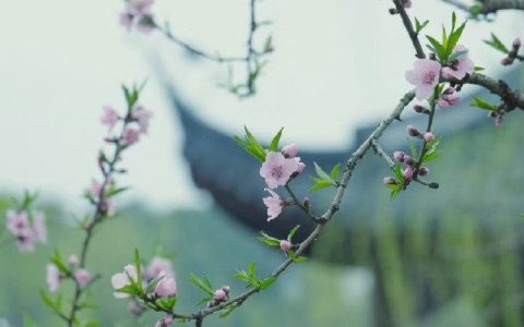 「整理了一些比较优美的生僻字词」（生僻词语唯美）