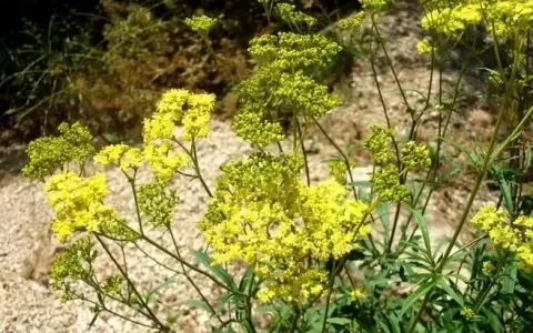 带你识别败酱草-败酱草的功效与作用食用方法及禁忌症