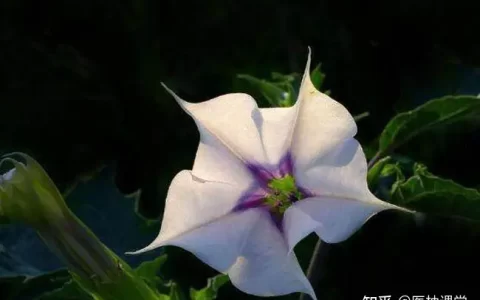 身边常见中草药图片大全-身边常见中草药图片大全高清