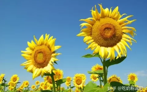 你知道“加油”用英语怎么说？-加油 的英语怎么说