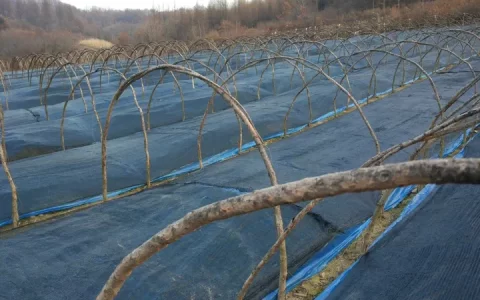 西洋参的功效有哪些？-枸杞子西洋参泡水喝的功效与禁忌