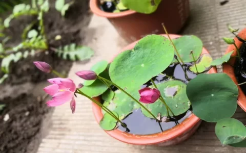 碗莲怎么水培？(水培碗莲种植方法图解)