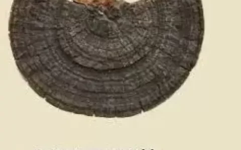 几十元到几万元，是桑黄商家的漫天要价还是品质追求？（桑黄是什么价格）