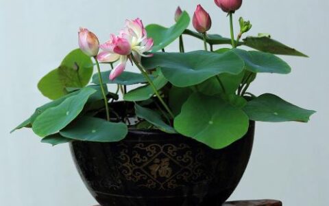 在家种碗莲，学会这方法，省时省力，又容易开花(家养碗莲种植方法视频)